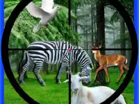 Real Jungle Animals Hunting background