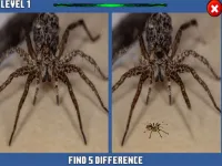 Spider Hidden Difference background