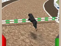 Crazy Real Dog Race background