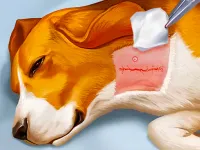 Dog Hospital background