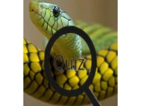 Wildlife Animal Trivia:Test Your Knowledge! background