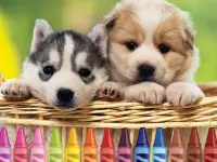 4GameGround - Puppy Coloring background