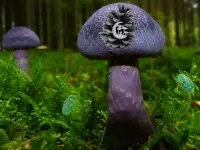 Mushroom Forest Adventure background