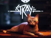 Stray background