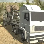 Animal